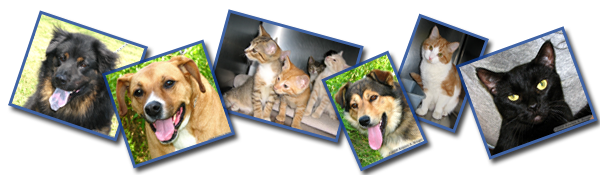 SPCA Serving Allegany County